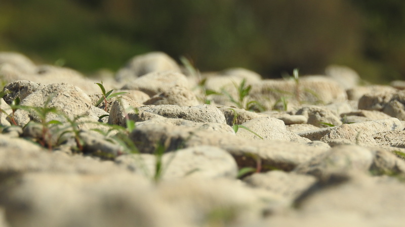 4K, plant, abundance, pebble, rock, food, selective focus, textured, outdoors, rock - object, large group of objects, rhine, sunlight, solid, no people