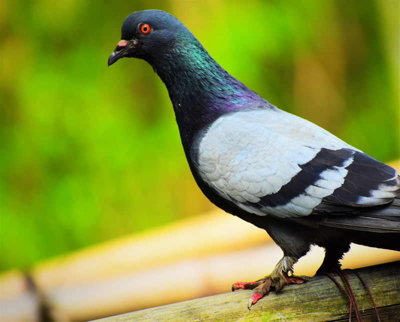 no people, looking away, close-up, wildlife, animal, pigeon, focus on foreground, day, railing, nature, full length, profile view, perching, side view