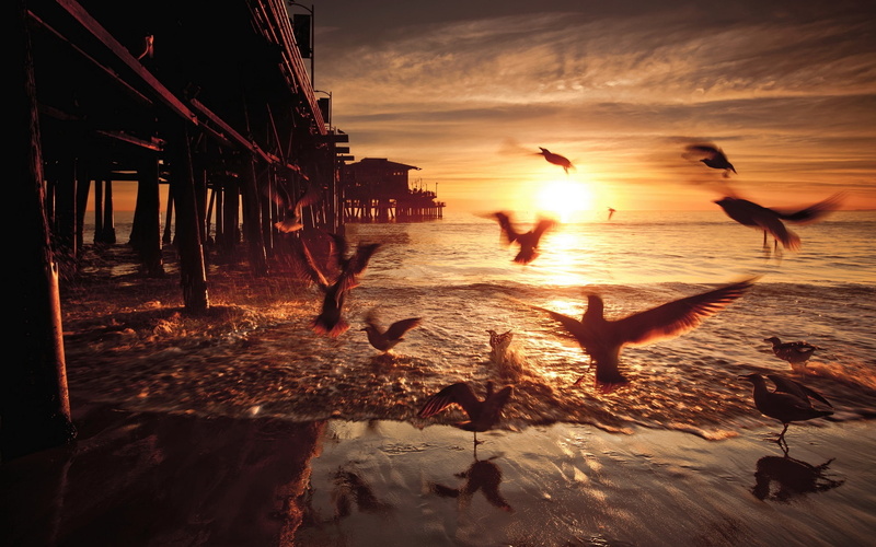 California, 1080P, States, Birds, Bridge, Sunset, United