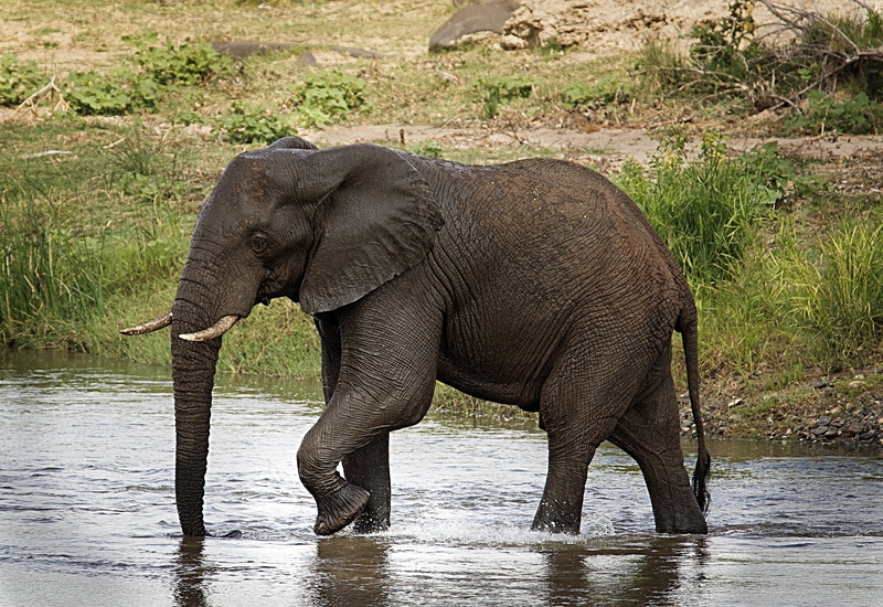body, animal, large, trunk, black, mammal, side view, elephant, travel destinations, african elephant, riverbed, animal body part, tourism, nature, no people