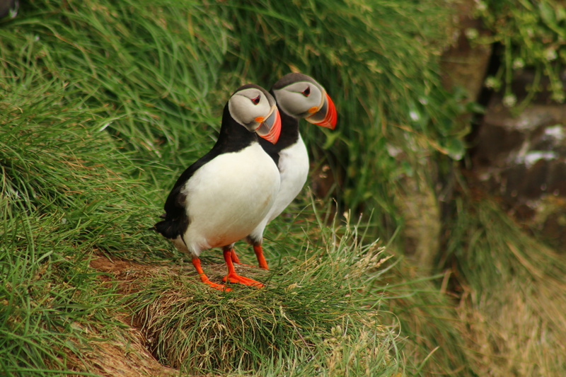 one animal, mouth open, iceland, bird, focus on foreground, sea birds, pair, coast, puffin, land, cliff, growth, animals in the wild, 5K, birds, plant