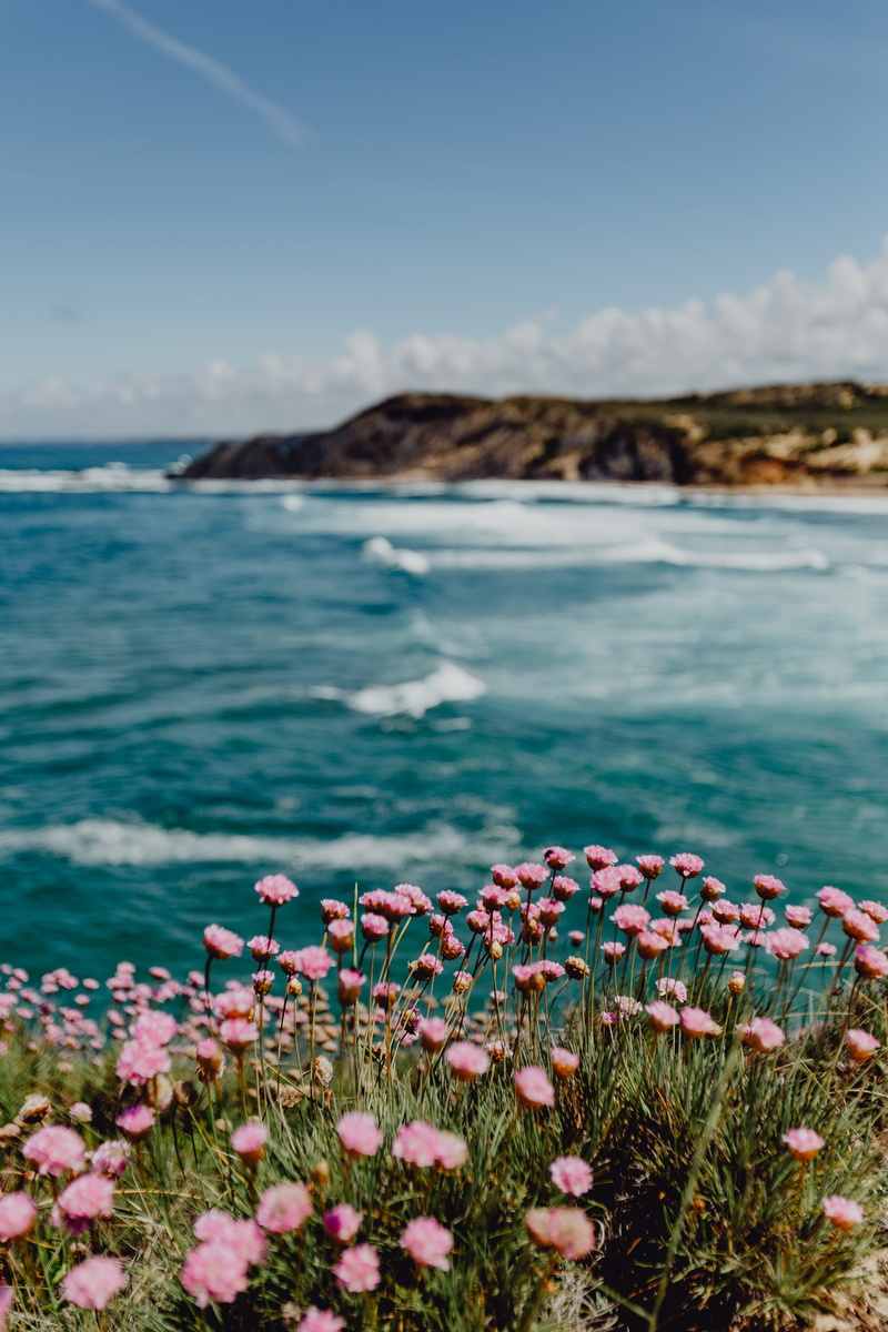 ocean, land, cluster, beach, flowering plant, waves, sky, sea, floral, vulnerability, bloom, s, pink flowers, day, plant, scenics - nature, atlantic, tranquil scene