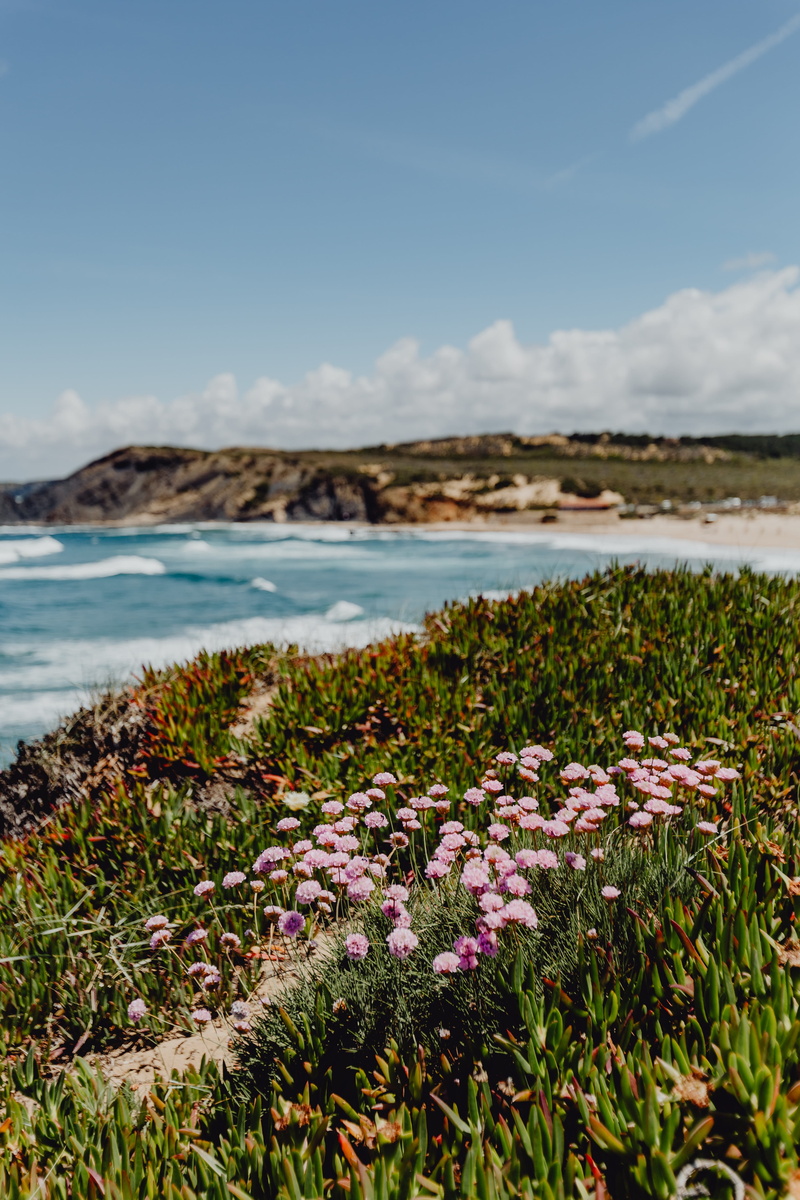 atlantic, water, flower, outdoors, s, freshness, vulnerability, ocean, blooming, coastline, beach, flower head, ocean waves, cloud - sky, coast, tranquility