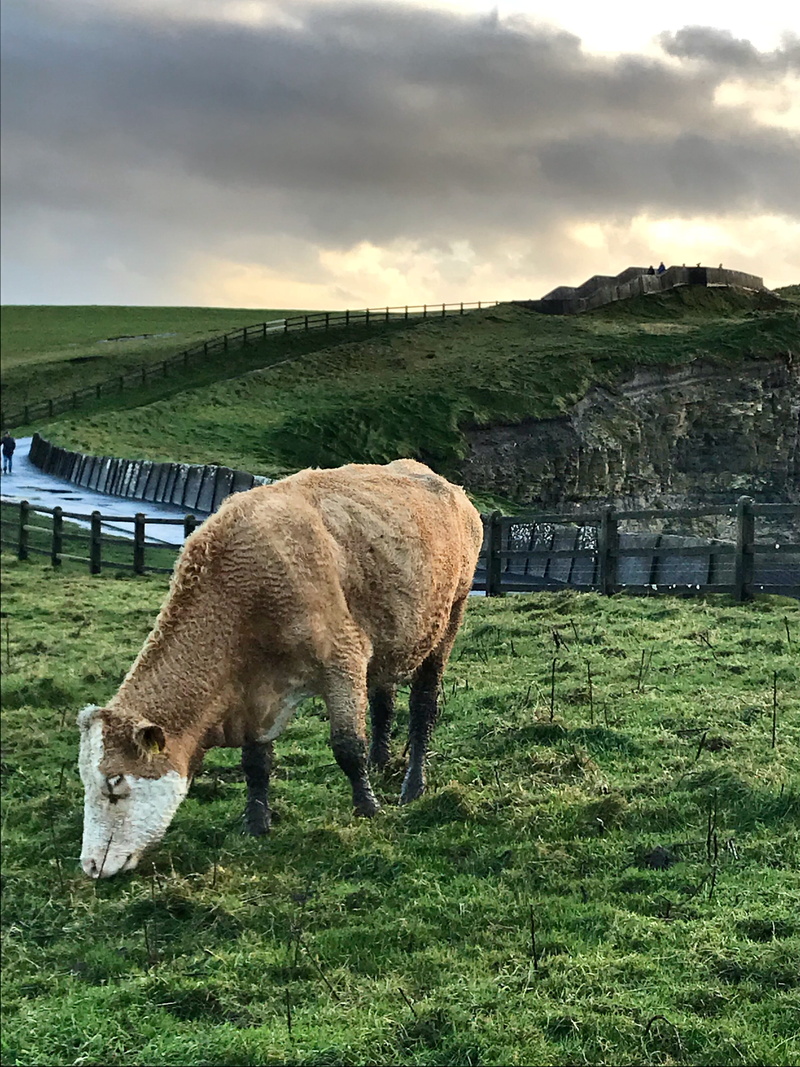 outdoors, landscape, domestic, cow, nature, domestic animals, animal themes, cliffs of moher, no people, herbivorous, agriculture, cloud - sky, 4K, pets