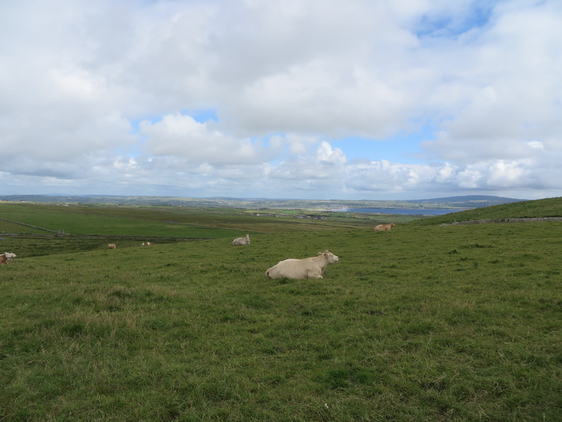 landscape, grass, bovine, europe, pets, land, day, livestock, scenics - nature, field, beauty in nature, sky, vertebrate, cloud - sky, mammal, cow, domestic