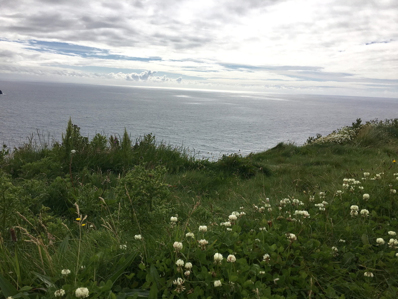 ireland, sea, tranquility, grass, flowers, europe, land, tranquil scene, wildflowers, nature, 4K, sky, scenics - nature, plant, atlantic, beauty in nature
