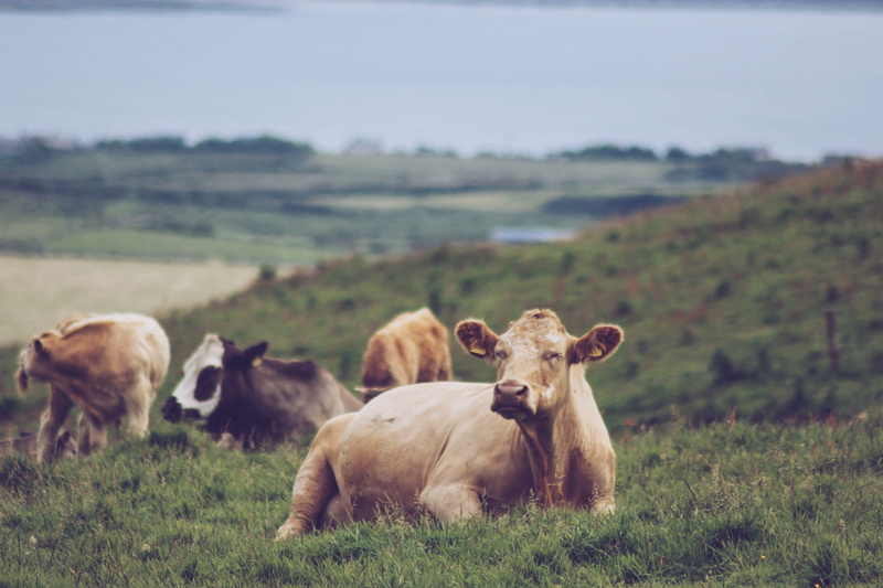 herd, mammal, 5K, travel, nature, pets, no people, cow, outdoors, herbivorous, clare, chillout, cliffsofmoher, environment, domestic animals, group of animals
