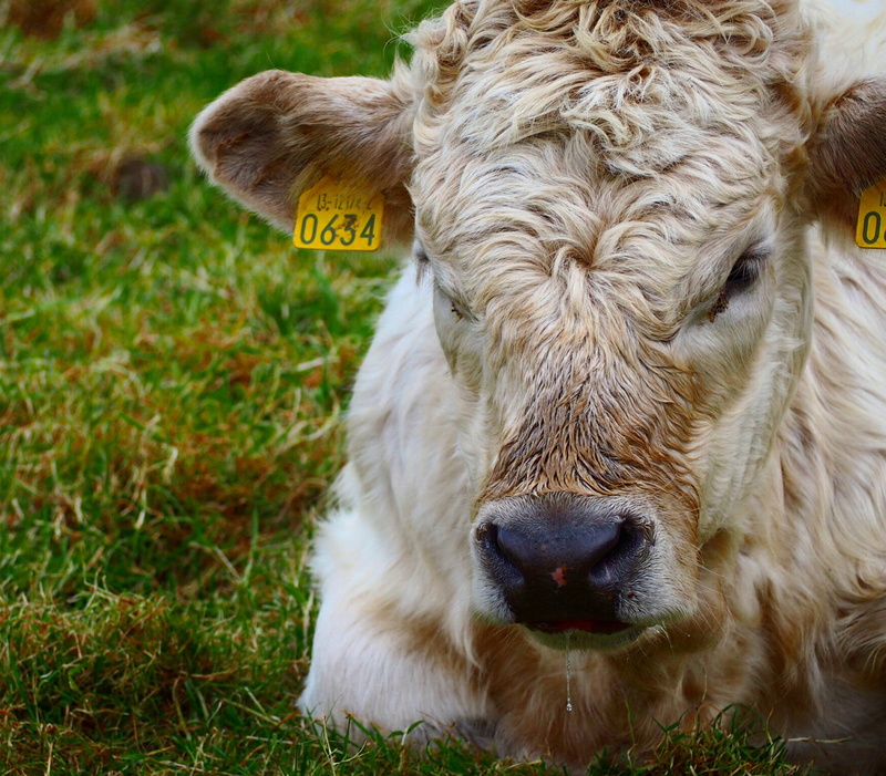 vertebrate, no people, cow, pets, mammal, animal, farm animal, animal head, domestic cattle, grass, livestock, animal body part, animal themes, outdoors