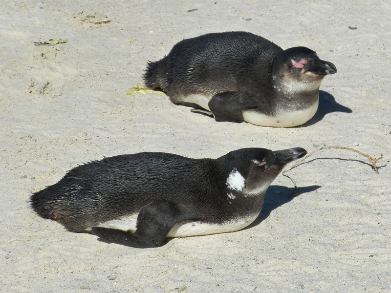 animal family, day, land, penguin, sunlight, animal, 4K, sea bay, coastal landscape, coast, vertebrate, cape town, nature, high angle view, ocean, black color