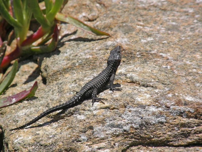 solid, no people, sunlight, textured, lizard, stone, black, animal, rock, animal themes, outdoors, cape of good hope, reptile, vertebrate, close-up, south africa
