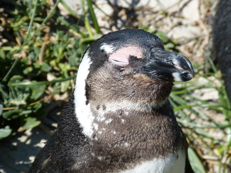 vertebrate, coast, antarctica, landscape, animal body part, outdoors, close-up, beak, indian ocean, cape of good hope, South Africa, sea, eyes closed, head