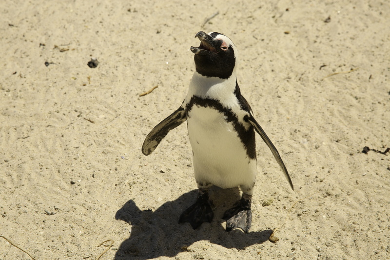 day, beach, animal wildlife, one animal, the cape of good hope, animal, penguin, nature, solid, animals in the wild, land, animal themes, bird, sand, vertebrate