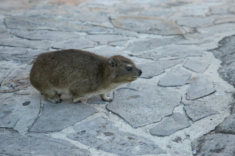 animal, vertebrate, nature, looking, close-up, footpath, outdoors, profile view, side view, solid, animal wildlife, cape town, rock rat, rock, full length