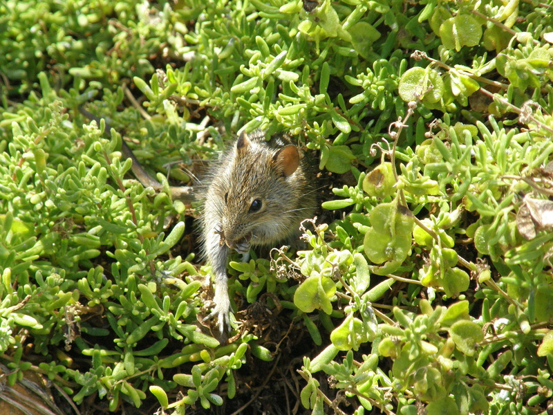 cape top, mouse, one animal, day, whisker, no people, nature, mammal, animal, animal themes, nature park, leaf, cape town, cape peninsula, plant, vertebrate