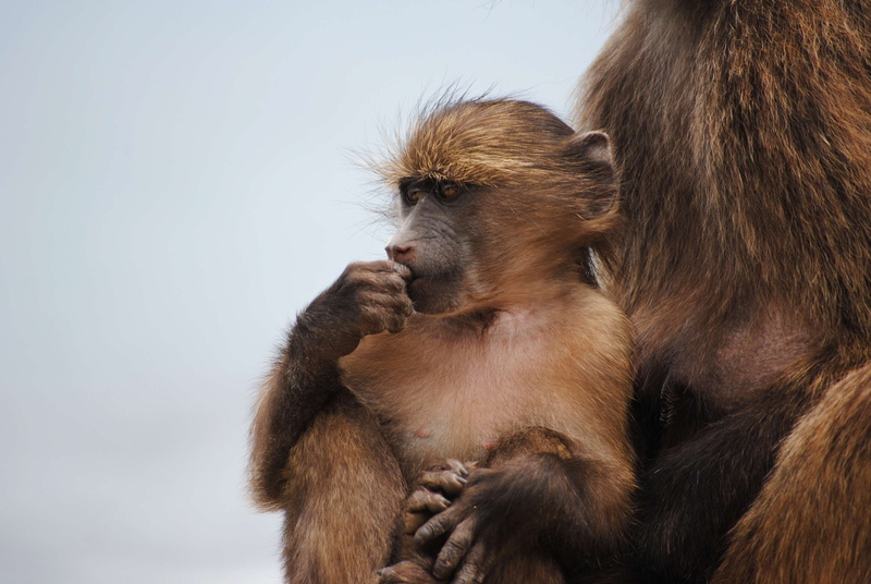 ape, focus on foreground, cape of good hope, animals in the wild, baboon, animal wildlife, primate, animal themes, cape town, brown, one animal, mammal