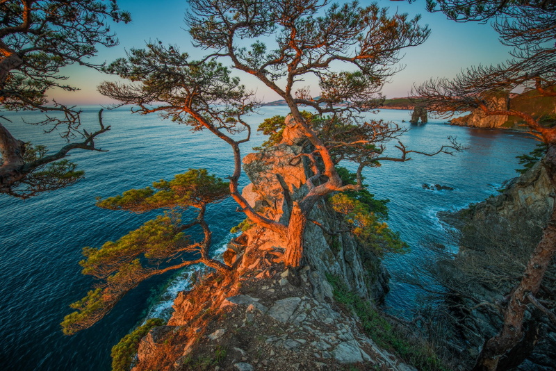 trees, sea, 1080P, Bukhta Gorshkova, Cape Pine, Russia, dawn, morning, rocks, Gamov Peninsula, pine, Primorsky Krai, coast