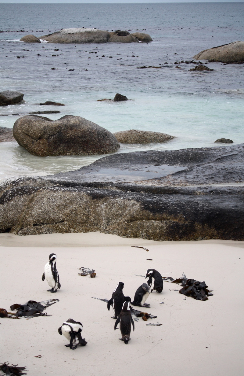 blue, outdoors, animal themes, Ocean, land, group of animals, no people, beach penguin, riva, holiday, landscape, nature, animal wildlife, water, animal