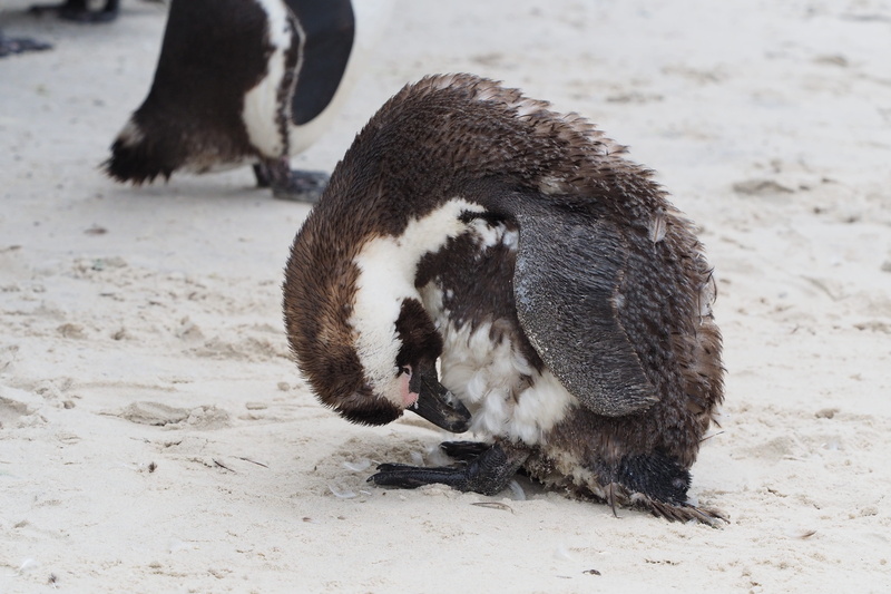 field, animal wildlife, sea bay, 4K, animals in the wild, snow, beach, sea, day, mammal, no people, penguins, nature, animal world, cape, cape peninsula