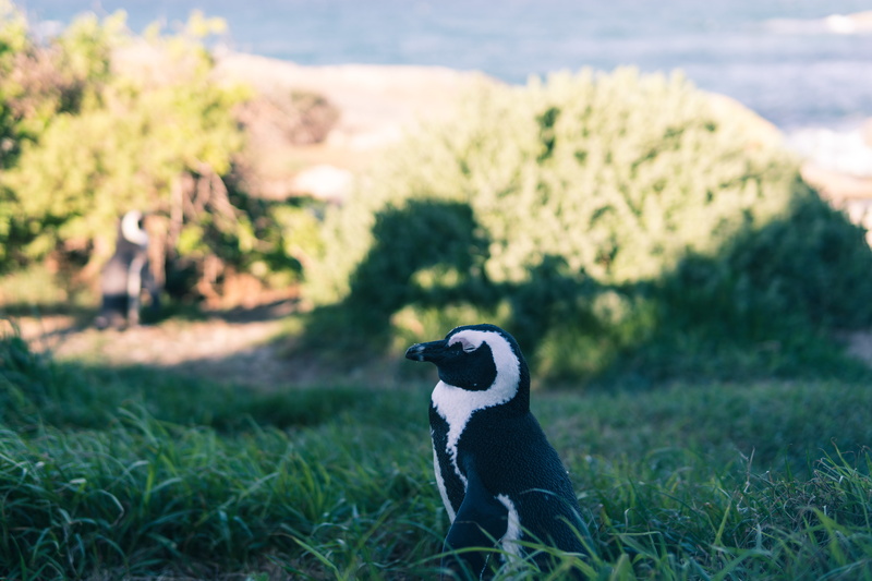 south africa, beak, magellanic, green, plant, black, wildlife, no people, penguin, side view, simons town, cape town, land, mammal, vertebrate, field, animal wildlife