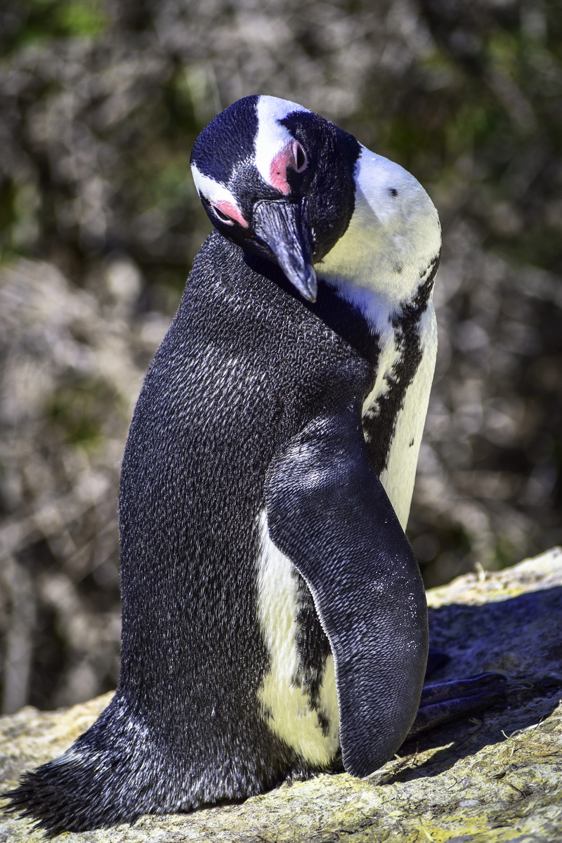 cape peninsula, penguin, boulders beach, simons town, day, outdoors, african penguin, no people, land, mammal, animal themes, bird, nature, black color