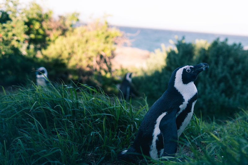 one animal, green, black, cape of good hope, boulders beach, side view, field, day, nature, beach, focus, animal themes, mammal, domestic animals, penguin