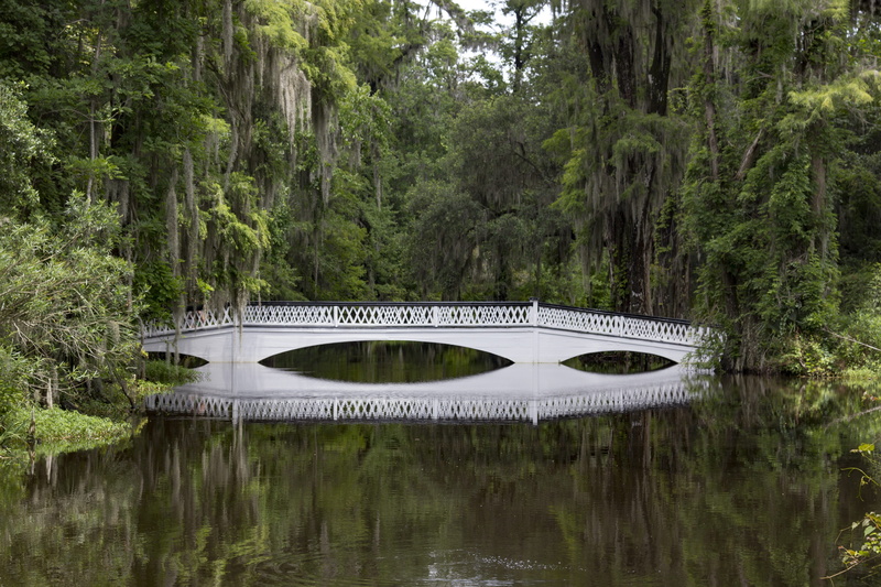 water, growth, plant, tranquility, charleston south carolina, reflection, scenics - nature, bridge, nature, non-urban scene, forest, woodland, land, day