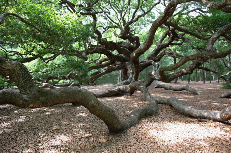 Charleston, 5K, trunk, forest, branch, green color, tree, land, Oak, environment, no people, park - man made space, growth, tranquility, outdoors, day