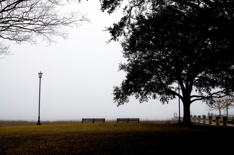 tree, no people, contrast, foggy, trees, street light, ocean, grass, beauty in nature, land, plant, nature, mood, charleston, outdoors, united states, fog