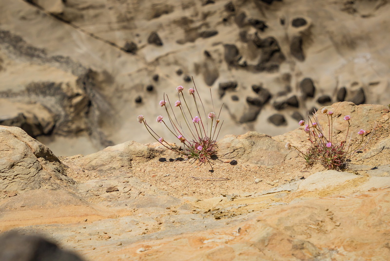 growth, shore acres state park, arid climate, solid, wilderness, no people, rock, asteraceae, flowers, climate, outdoors, blossom, ground, close-up, sand