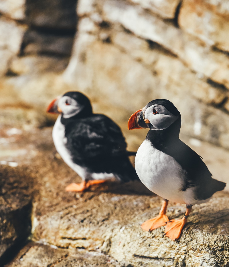 day, vertebrate, animals in the wild, solid, no people, animal wildlife, rock, animals, care, focus on foreground, Canada, outdoors, Annie Spratt, puffins