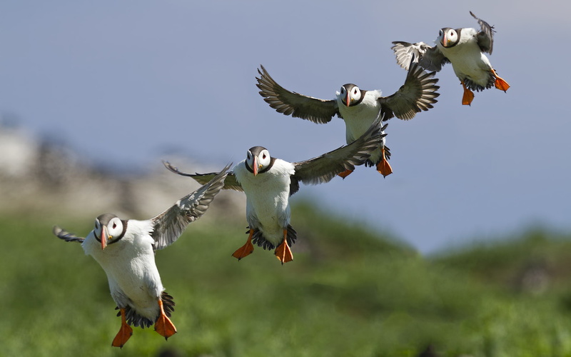 hd, animals, puffin, bird, 1080P