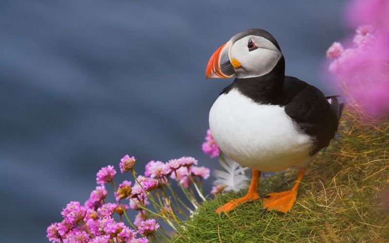 animal, flower, atlantic, perching, animal themes, vertebrate, puffin, nature, flowering plant, outdoors, animal wildlife, one animal, animals in the wild