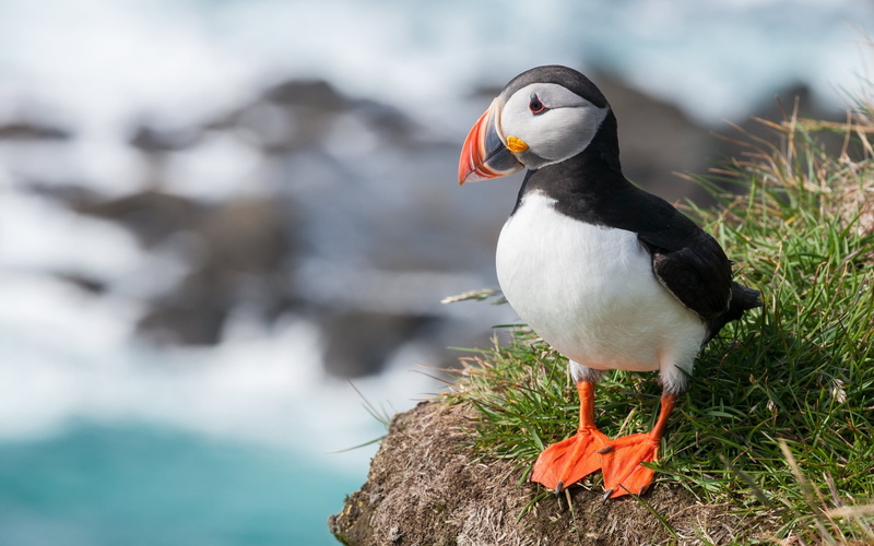 puffin, bird, full length, animals in the wild, solid, water, no people, one animal, rock - object, day, focus on foreground, vertebrate, animal wildlife