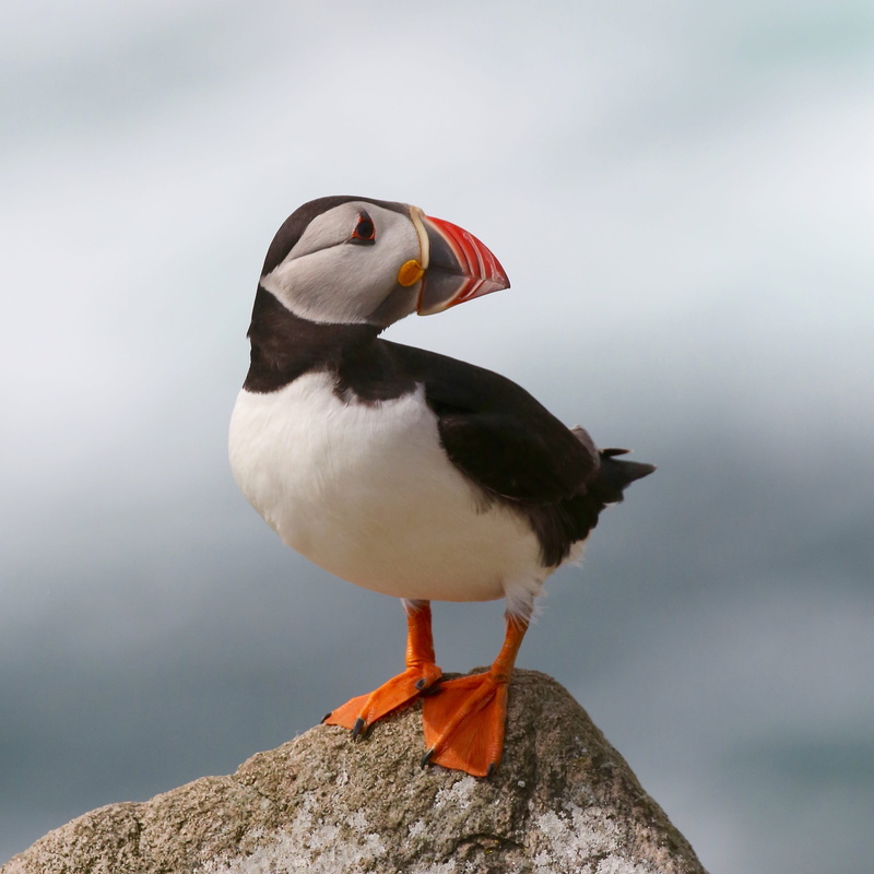 brown, one animal, focus on foreground, rock, focus, full length, solid, stone, photography, close-up, puffin, perching, atlantic, beak, animals in the wild