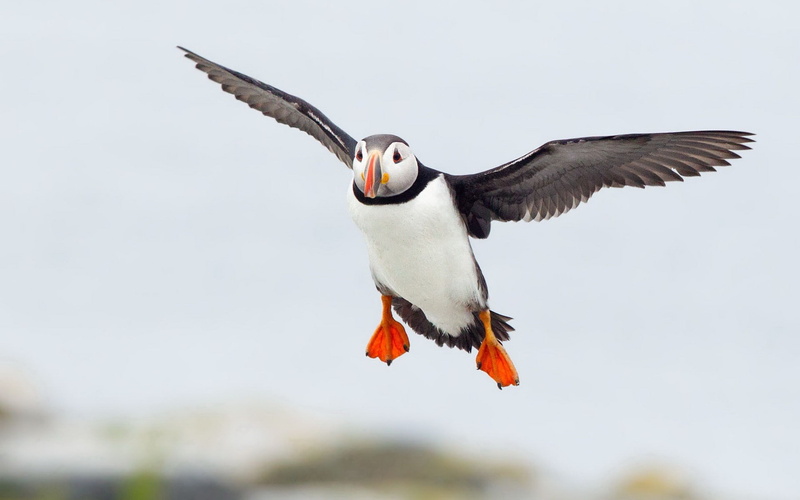 animal wildlife, 1080P, animal wing, photography, puffin, cute, one animal, mid-air, animals in the wild, animal themes, elf, outdoors, no people