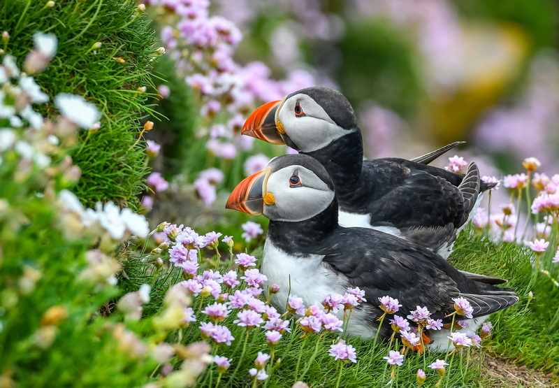 summer, grass, stalled, positive, beauty, look, stubs, a couple, two, birds, pair, Atlantic puffin, sitting, bright, flowers, background, 1080P
