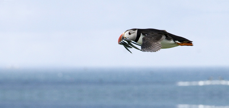 mouth, seagull, animal, Puffin, nature, beak, outdoors, Flying, day, animal wing, animal themes, sky, Bird, horizon over water, no people, avian, sea, 4K