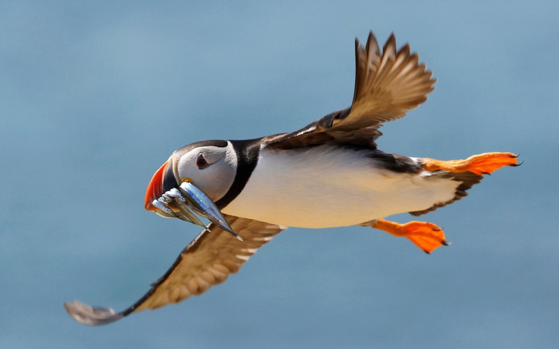 1080P, Birds, Puffin