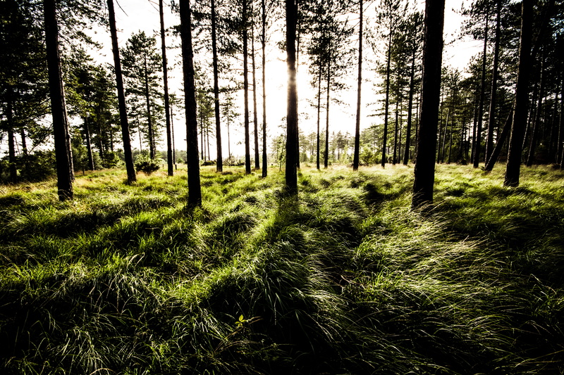 sunlight, tree, shadows, no people, day, outdoors, trunk, forest, woods, growth, nature, tranquil scene, green, 5K, beauty in nature, bright, grass, landscape