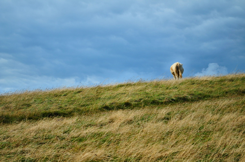 livestock, one animal, cow, pets, land, field, sky, lulworth cove, landscape, mammal, beauty in nature, 4K, united kingdom, domestic animals, animal, cloud - sky