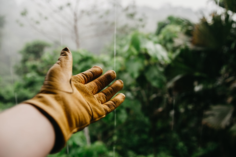 one person, photography, plant, selective, arm, selective focus, human limb, forest, rain, land, body part, tree, simple, jungle, focus, limb, left