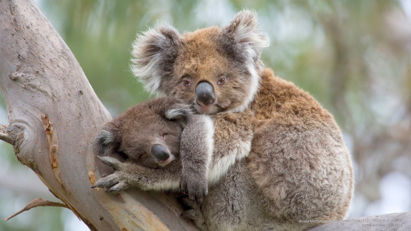p, Animals, great, otway, victoria, baby, koala, n, mother, 2K, australia