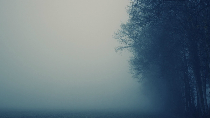 tranquil scene, tranquility, non-urban scene, branch, fog, beauty in nature, land, mist, trees, morning, winter, tree, monochrome, scenics - nature, idyllic