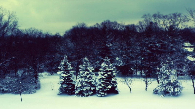 snow, scenics - nature, coniferous tree, landscape, environment, woodland, pine tree, tranquil scene, sky, plant, filter, outdoors, tree, no people, growth