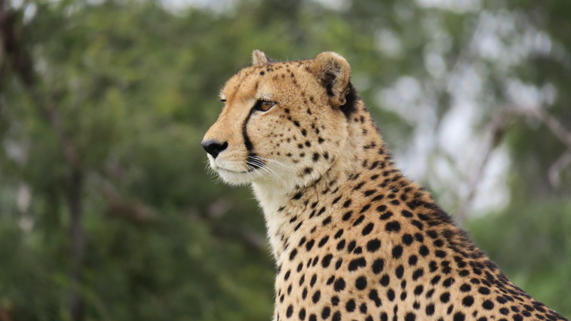 undomesticated cat, day, bush, outdoors, moss, animal, snow leopard, cheetah, looking, animal head, mammal, animal wildlife, big cat, whisker, lynx, vegetation