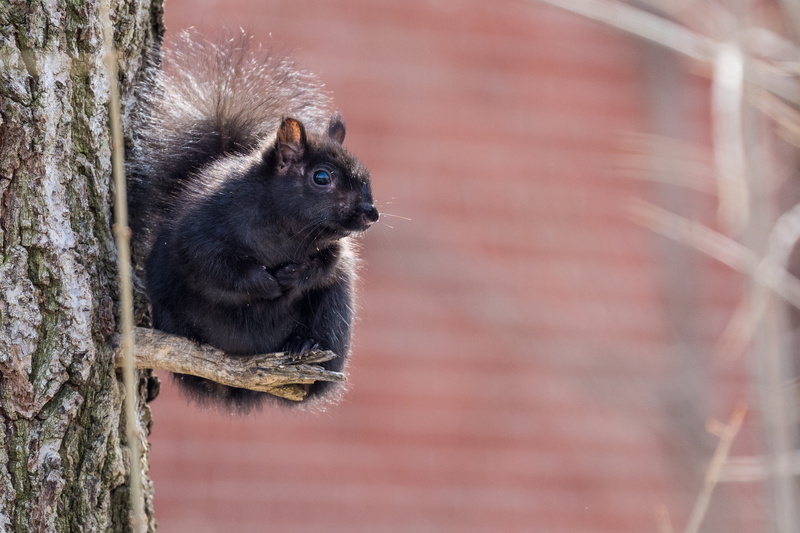 trunk, cat, nature, black, triangle, animal themes, skunk, fern, bread, black cat, label, lemur, vertebrate, rodent, tree trunk, animal, one animal, day
