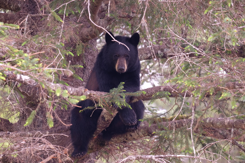 tree, animal themes, herbivorous, rainforest, outdoors, one animal, alaska, black color, shelf, land, branch, bear, field, plant, 4K, animal wildlife