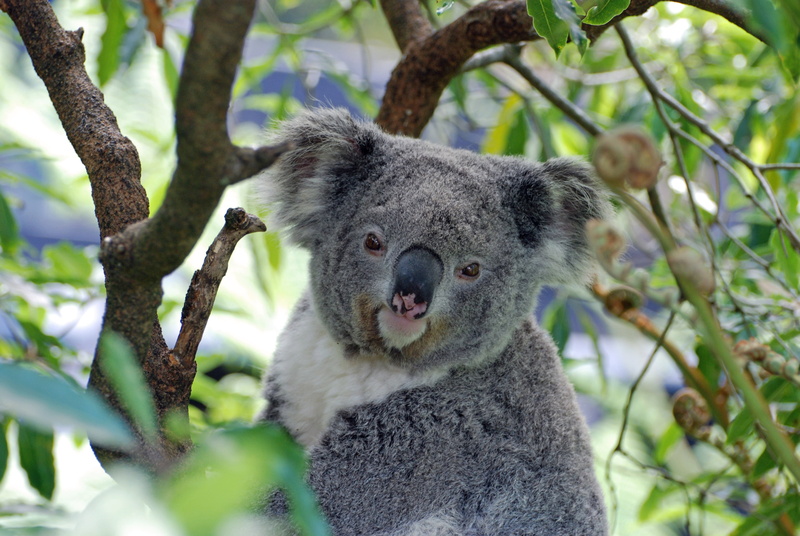 no people, focus on foreground, photo, animal, focus, leaf, plant part, vertebrate, zoo, selective, animals in the wild, koala, nature, plant, looking at camera