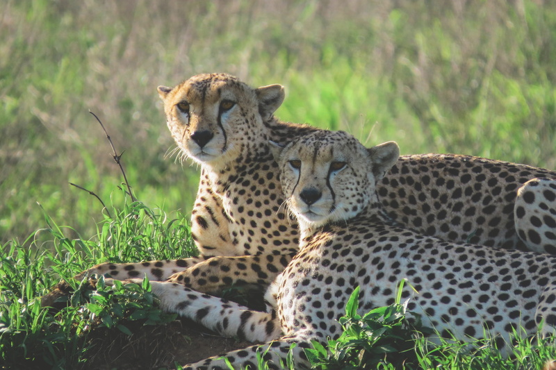 cheetah, leopard, no people, wildlife, plant, mammal, bush, two animals, feline, nature, group of animals, green, panther, animal wildlife, spotted, 4K