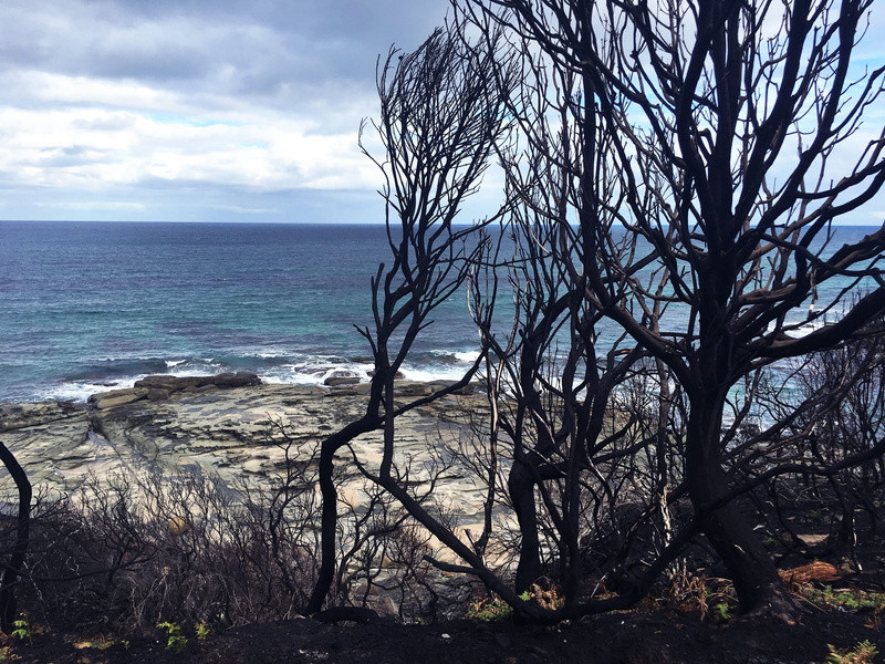 water, horizon over water, tree, no people, coastline, sky, day, nature, horizon, land, Bush Fire, tranquility, Australia, Melbourne, scenics - nature